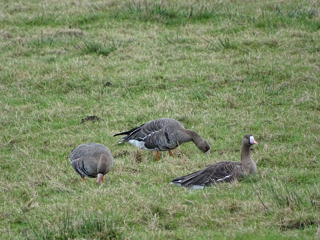 实的技战术 实的技战术
